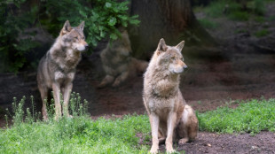 Niederländische Behörden melden Wolfsangriffe auf Kinder und warnen Eltern