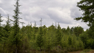 Adapter la forêt française au climat: "8 à 10 milliards d'euros" nécessaires sur dix ans