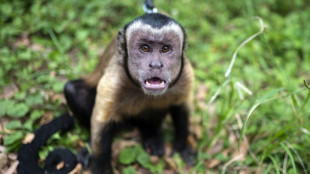 Ataques en serie de macacos en una ciudad al oeste de Japón