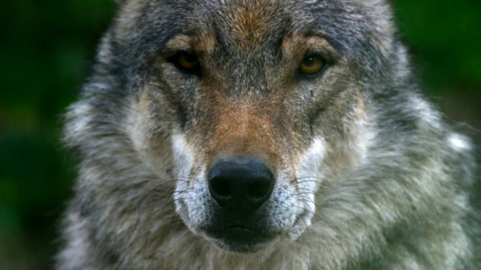 Umgang mit dem Wolf: Landkreistag fordert "Abschusspläne" 