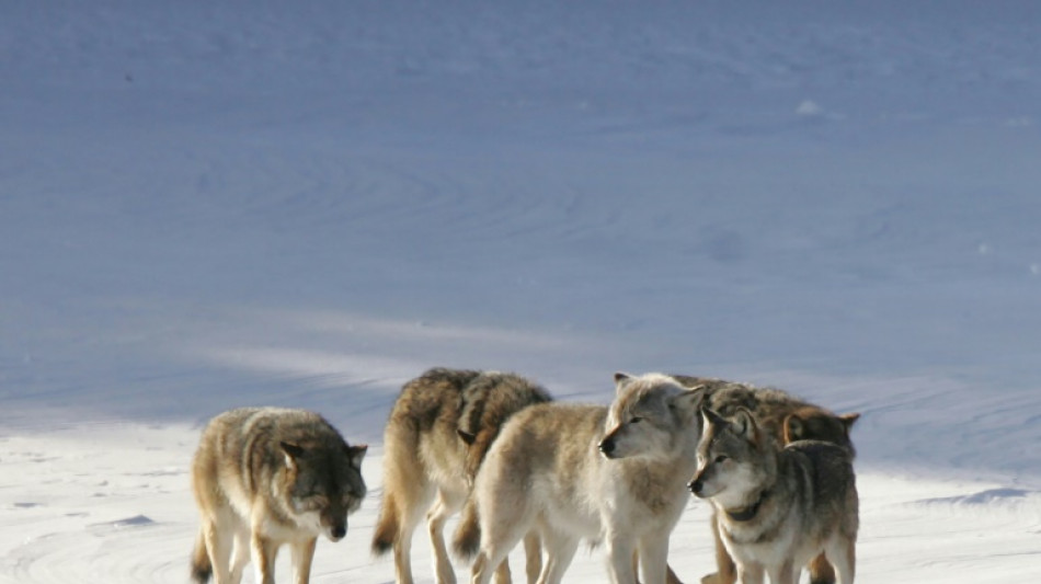 Aux Etats-Unis, un loup solitaire revitalise tout un écosystème