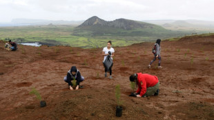 Ilha de Páscoa plantará 240.000 árvores para combater as mudanças climáticas