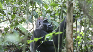 Gabon counts on visitors to help preserve great apes