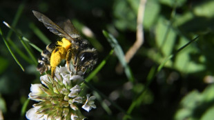 EU-Gericht: Verlängerte Genehmigung für Insektizid Cypermethrin nicht überprüfen