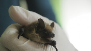 Un jubilado neerlandés ayuda a resolver el misterio del fabuloso pene de un murciélago