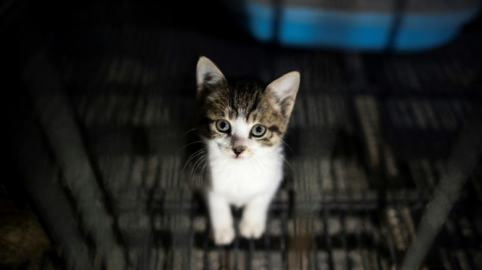 Katzen schalten Staubsauger ein und sorgen für Polizeieinsatz in Bremerhaven