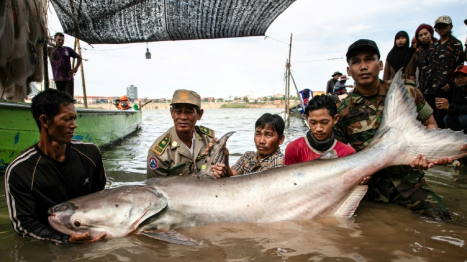 Six rare giant catfish surface in Cambodia