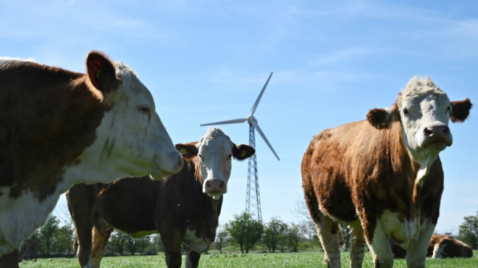 Le Danemark va introduire une taxe carbone sur l'élevage, une première mondiale