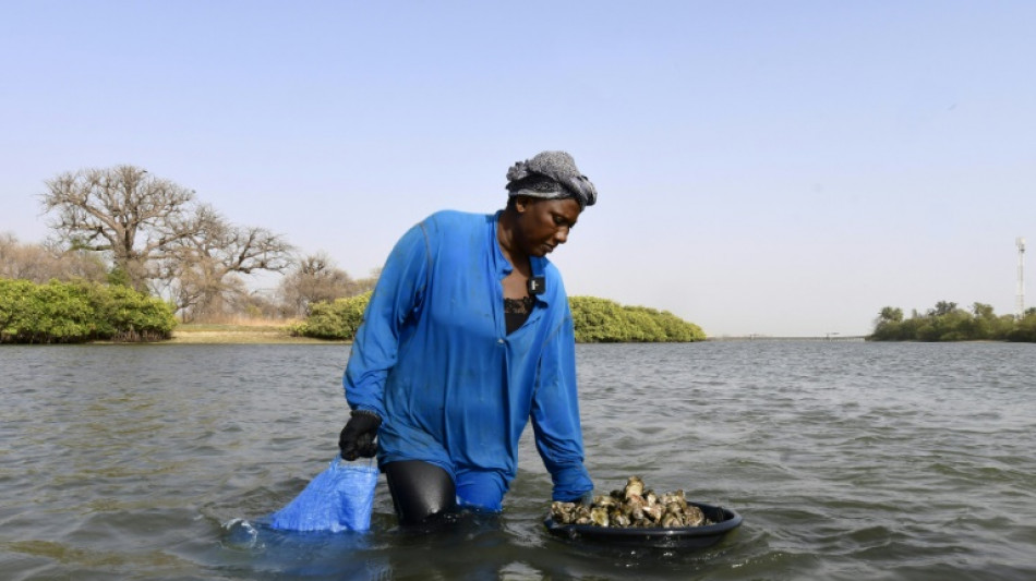 L'huître de mangrove, une perle à cultiver pour le Sénégal