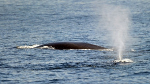 Japón extiende la cacería de ballenas a los rorcuales comunes