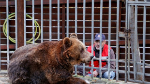 Mark, l’ours brun en route vers la liberté après 20 ans de captivité