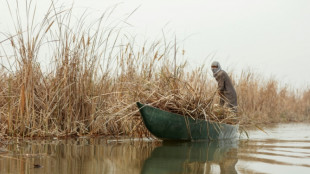 Tras la sequía, las lluvias de invierno reavivan famoso pantanal en Irak