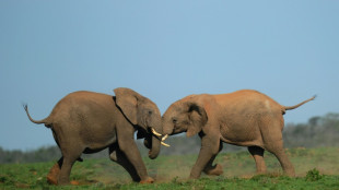 Wind project near S.African elephant park riles activists