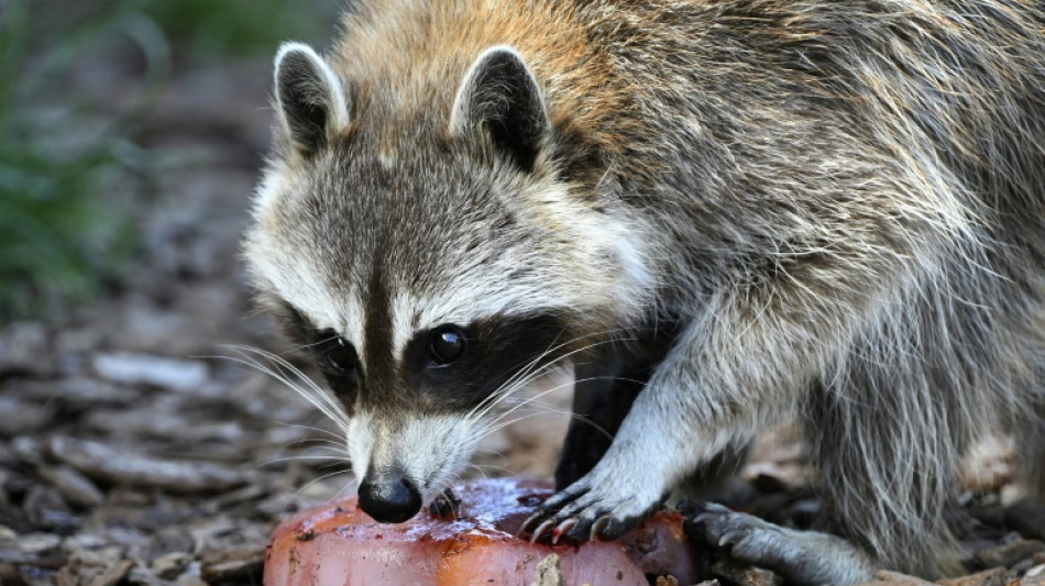 Raccoon invades pitch during MLS game