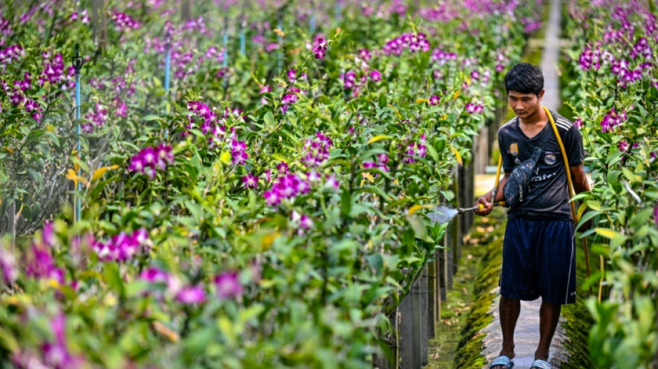 Blooming shame: Pandemic, Ukraine war hurts Thai orchid industry