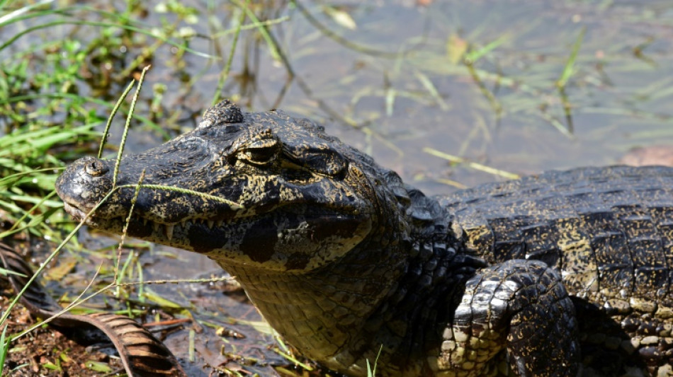 Un reptile sur cinq est menacé d'extinction, selon une étude