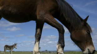 En Uruguay, une ONG sauve les chevaux des assiettes belges ou françaises