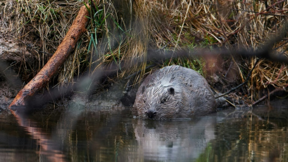 Dam fine: beavers save Czech treasury $1 million