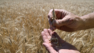 'A bit like poker': Ukraine wheat harvest hangs in the balance