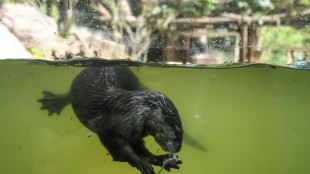 Fischotter dürfen in Bayern auch ausnahmsweise nicht mehr getötet werden