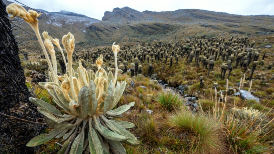 Inter-American Court rules Colombia drilling violated native rights