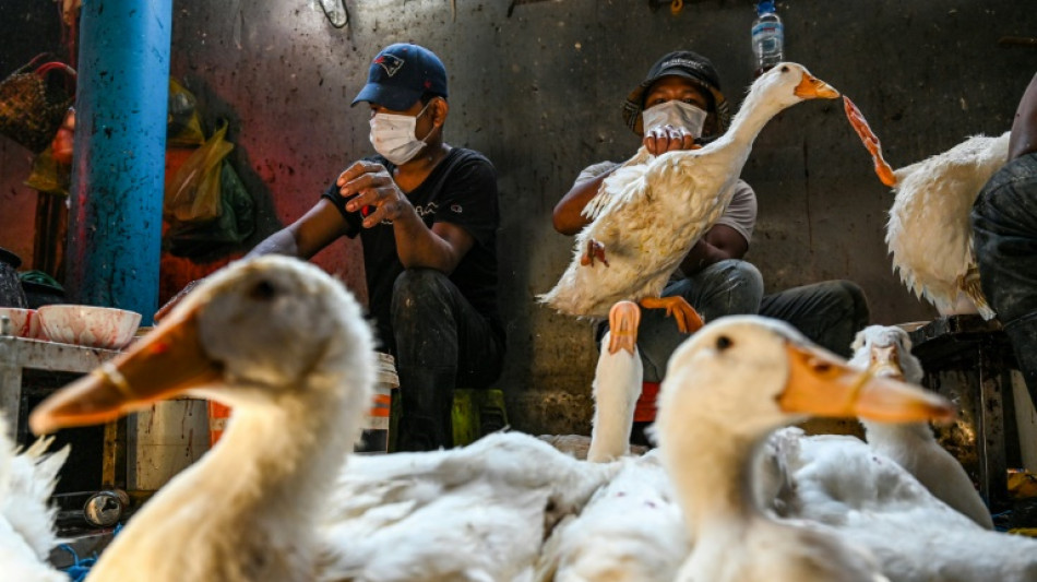 WHO concerned about bird flu after girl's father tests positive