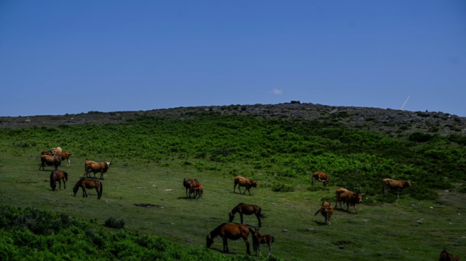 Des "chevaux sapeurs" mis à contribution contre les feux de forêt au Portugal