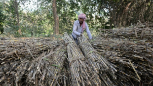 Después del trigo, India restringe la exportación de azúcar
