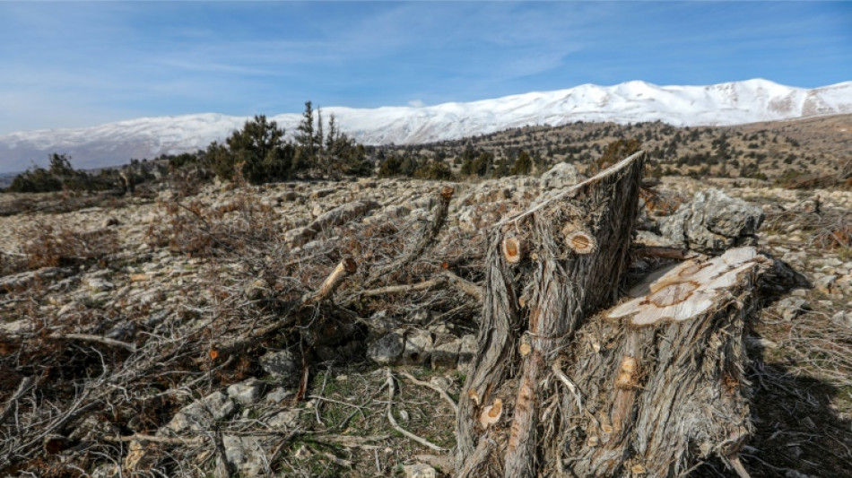 Lebanese villagers try to stem illegal logging scourge