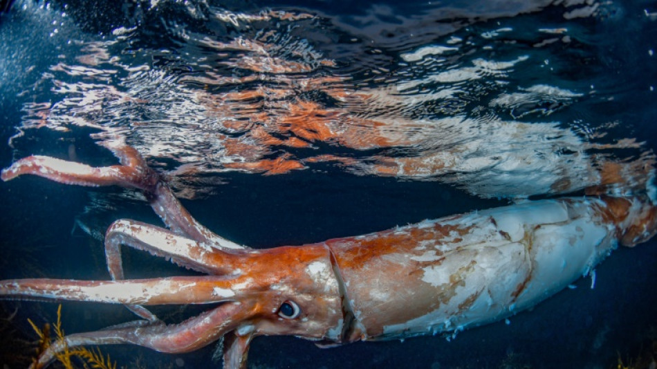 Au Japon, des plongeurs filment un calamar géant en pleine mer