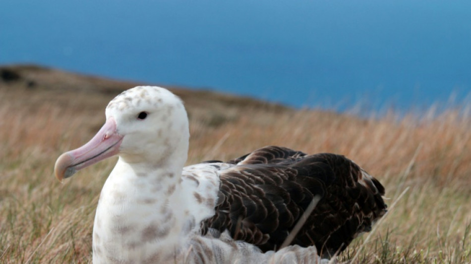 French island plans mass rodent cull to save albatross eggs