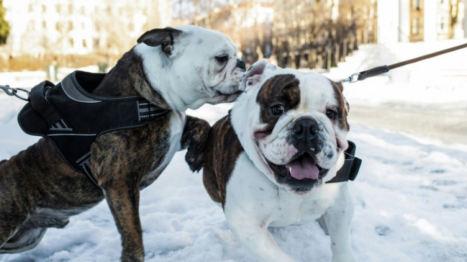 Halte à cette vie de chien: la Norvège interdit l'élevage de certaines races