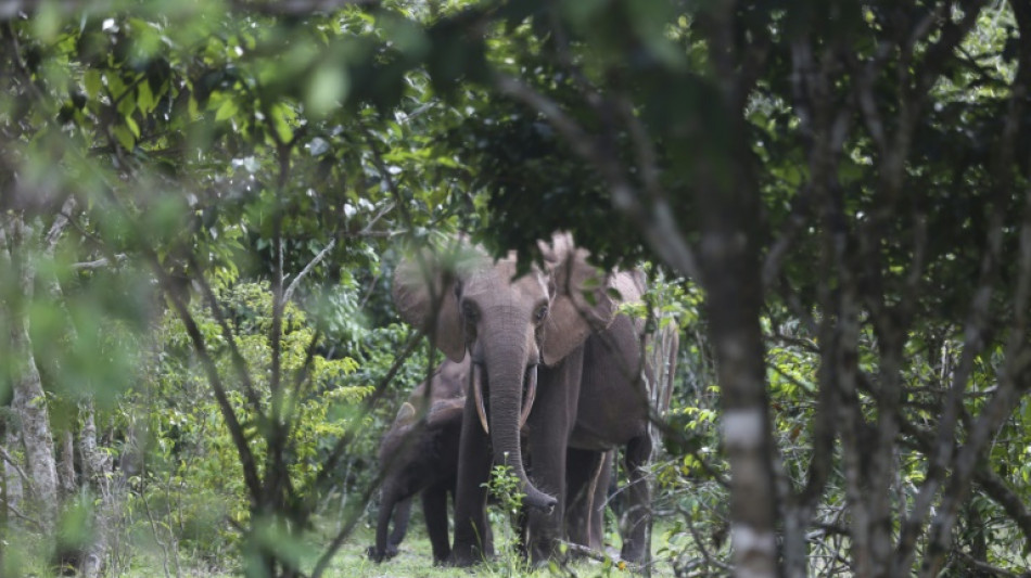 Les pays africains au chevet de la préservation de la nature  