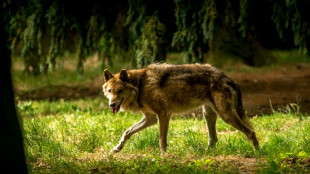 Loups: une nouvelle évaluation en décembre, possible "moment clé pour augmenter la capacité de prélèvement", déclare Barnier