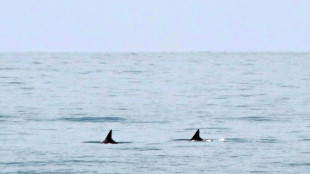 US calls for talks with Mexico on endangered porpoise