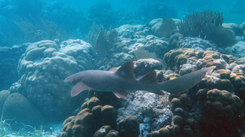 La surpêche pousse les requins de récif vers l'extinction, s'alarme une étude