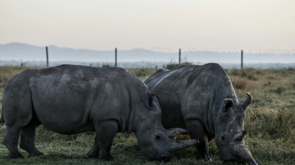 Seules au monde : Najin et Fatu, dernières représentantes des rhinocéros blancs du Nord