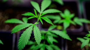 Bundesrat billigt neuen Cannabis-Grenzwert im Straßenverkehr