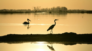 Reclaimed by floods, wildlife returns to Romania's Danube Delta