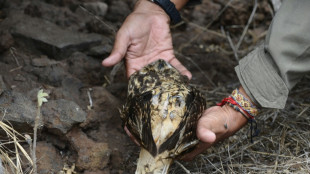 Ecuador introducirá especies desaparecidas en una isla de Galápagos