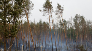 Ya no tan verde, Alemania busca diversificar sus bosques para salvarlos