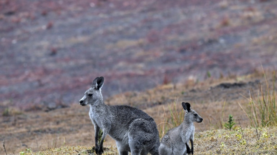 Australia told to shoot kangaroos before they starve