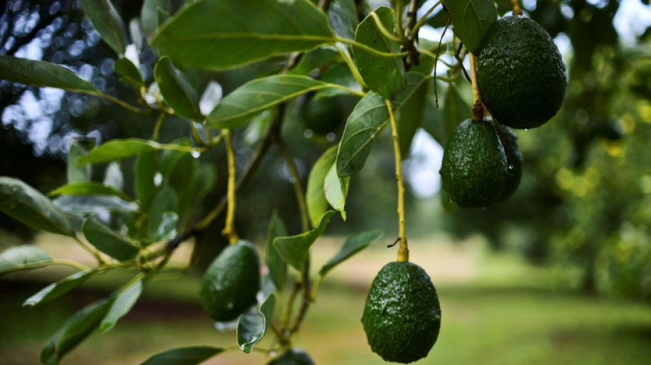 EEUU suspende las importaciones de aguacate mexicano tras las amenazas a un oficial