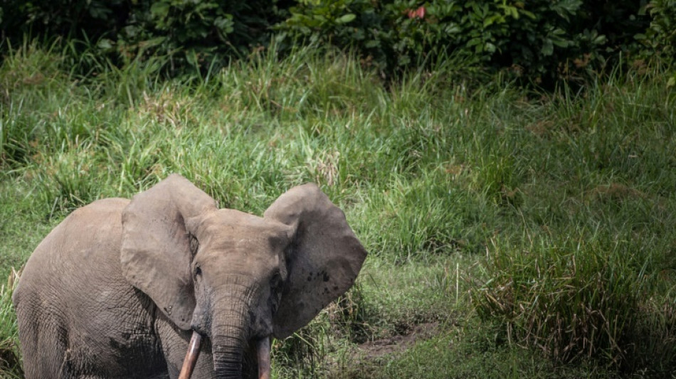 Les éléphants de forêt exaspèrent les villages du Gabon