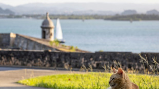 A Porto Rico, on sort les griffes pour sauver des chats errants