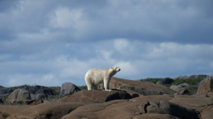 Ursos polares modificam comportamento na Groenlândia devido a mudanças climáticas