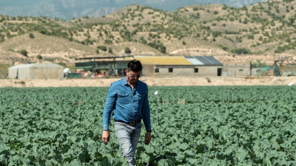 En Espagne, le potager de l'Europe au coeur d'une "guerre de l'eau"