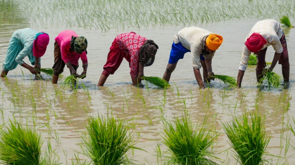 Rice price spike offers preview of climate food disruption