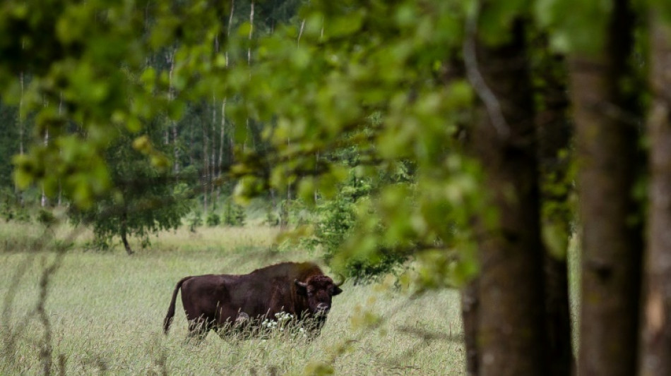 Oberverwaltungsgericht: Wisente in Rothaargebirge bleiben in Gatter