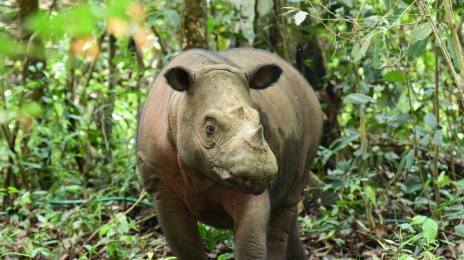 Indonésie: prison ferme pour des braconniers ayant abattu des rhinocéros pour leurs cornes